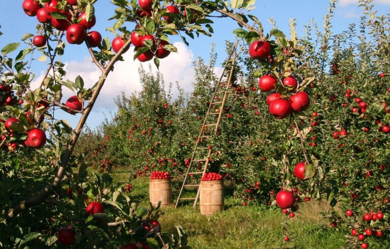 Descubre por qué las manzanas son un superalimento para tu bienestar