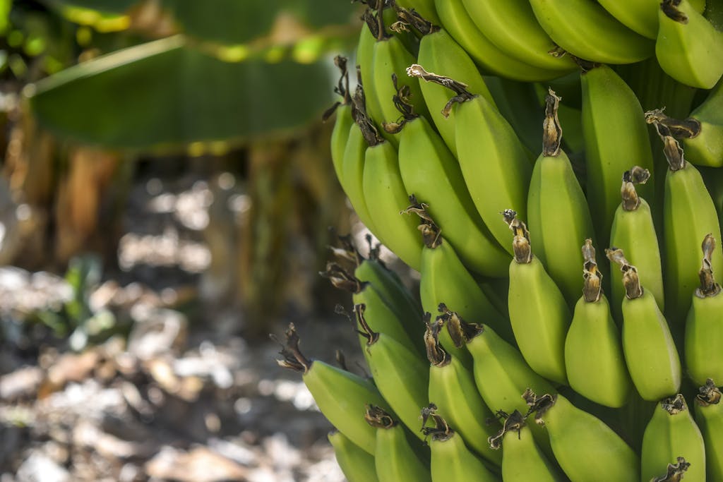 Plátanos: el superalimento olvidado y sus increíbles beneficios para la salud