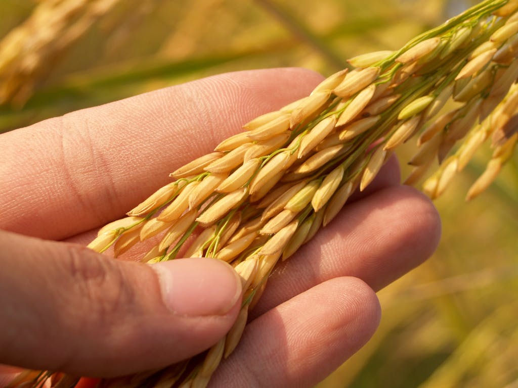 Conoce por qué el arroz integral es un aliado para tu bienestar