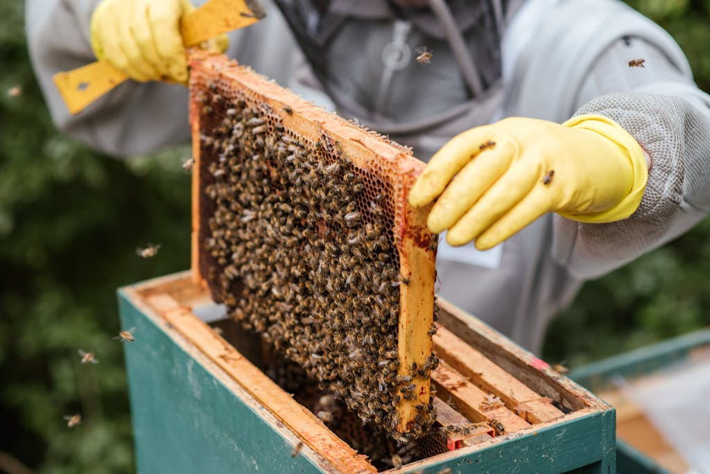 Descubre por qué la miel de abejas es un superalimento