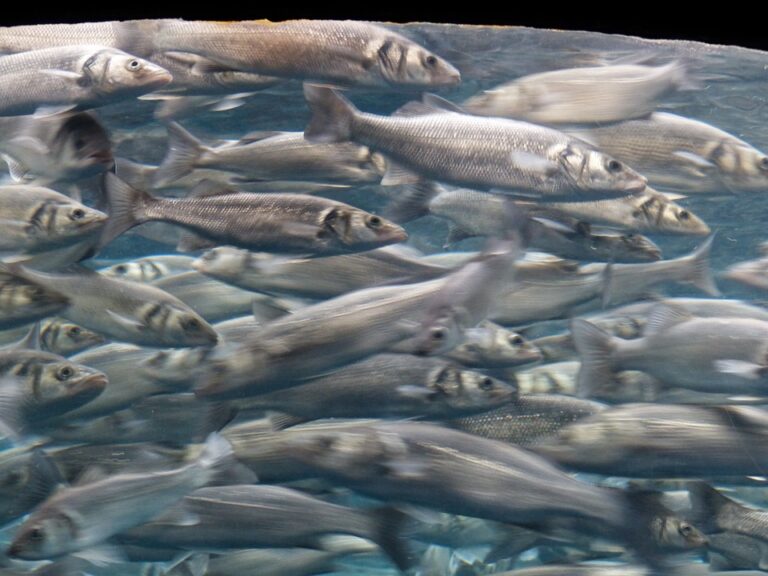 Los increíbles beneficios de las sardinas para tu salud