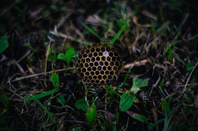 Cómo la miel de abejas puede mejorar tu sistema inmunológico