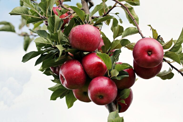 Cómo incorporar las manzanas en tu dieta para mejorar tu salud