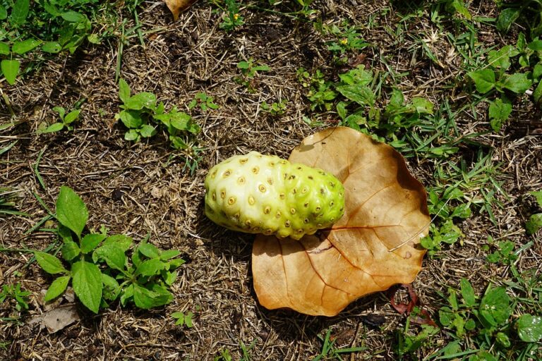 ¿Por qué el Noni es considerado un superalimento? Descubre sus propiedades saludables