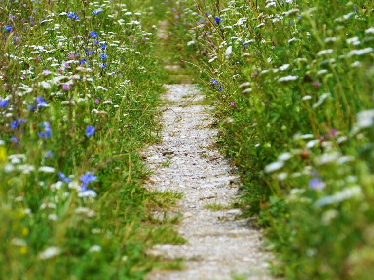 Mindfulness: una forma de cultivar la comprensión y el perdón