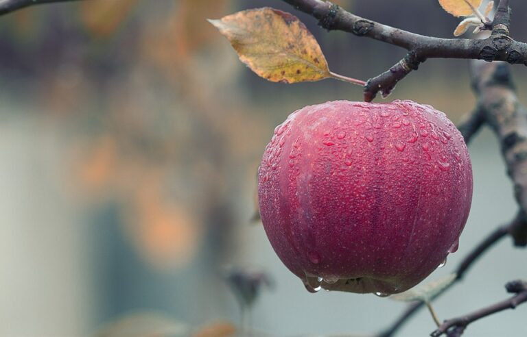 Las manzanas: una poderosa fuente de antioxidantes y vitaminas para tu cuerpo